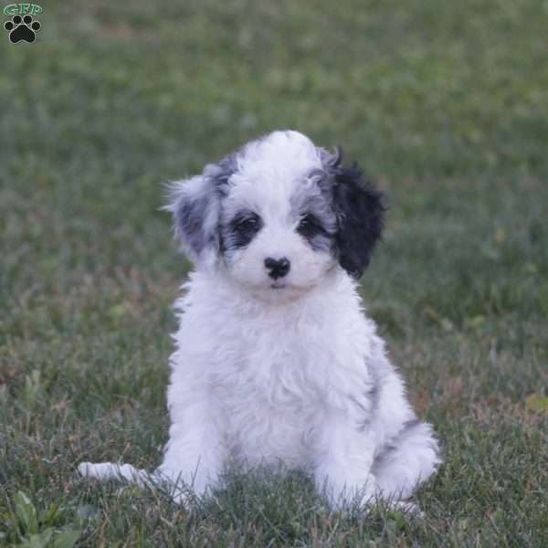 Kaci – F1b, Cavapoo Puppy